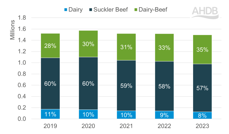 Chart showing the proportion of cattle slaughtered 12-30m old in GB by type